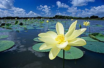 《小丑牌》销量破50万 部分地区下架不影响热度