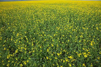 《巫师3》PC画面对比：首发版vs次世代版